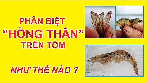HỒNG THÂN TRÊN TÔM - PHÂN BIỆT SAO CHO ĐÚNG |Âu Mỹ AEC|Thuoc Tri benh tom