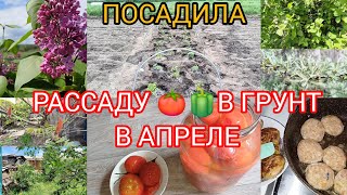 ВЛОГ/ВЫСАДИЛА ЦВЕТУЩУЮ РАССАДУ В ГРУНТ В АПРЕЛЕ😱И НА ЭТОМ НЕ ОСТАНОВИЛАСЬ!