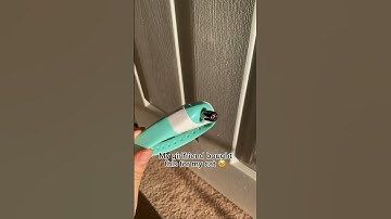 IN BIO ⚠️ Cats should be rewarded after each playtime ⚠️ #tiktok #viral #shorts #reels #subscribers