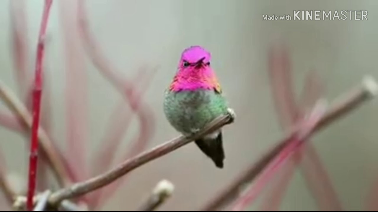 This Incredible Hummingbird Changes Colors With Every Turn