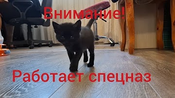 Курс молодого бойца🥷