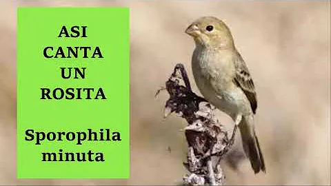 ASI CANTA UN ROSITA (SPOROPHILA MINUTA)