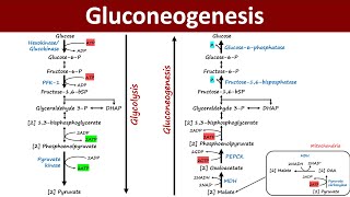 Gluconeogenesis | Pathway Overview | Gluconeogenic precursor | Metabolism | Biochemistry Basics