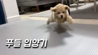[v-log]크림 푸들 입양기(feat.귀리)