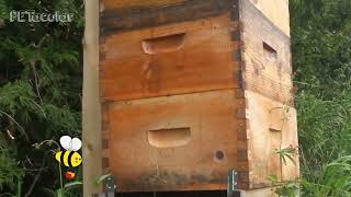 Bee Box Natural Bee Sounds by PETacular 592 views 1 year ago 2 minutes, 17 seconds