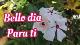 Saludos de buenos días Feliz Viernes Ábre este hermoso Mensaje el video mas bello❤️