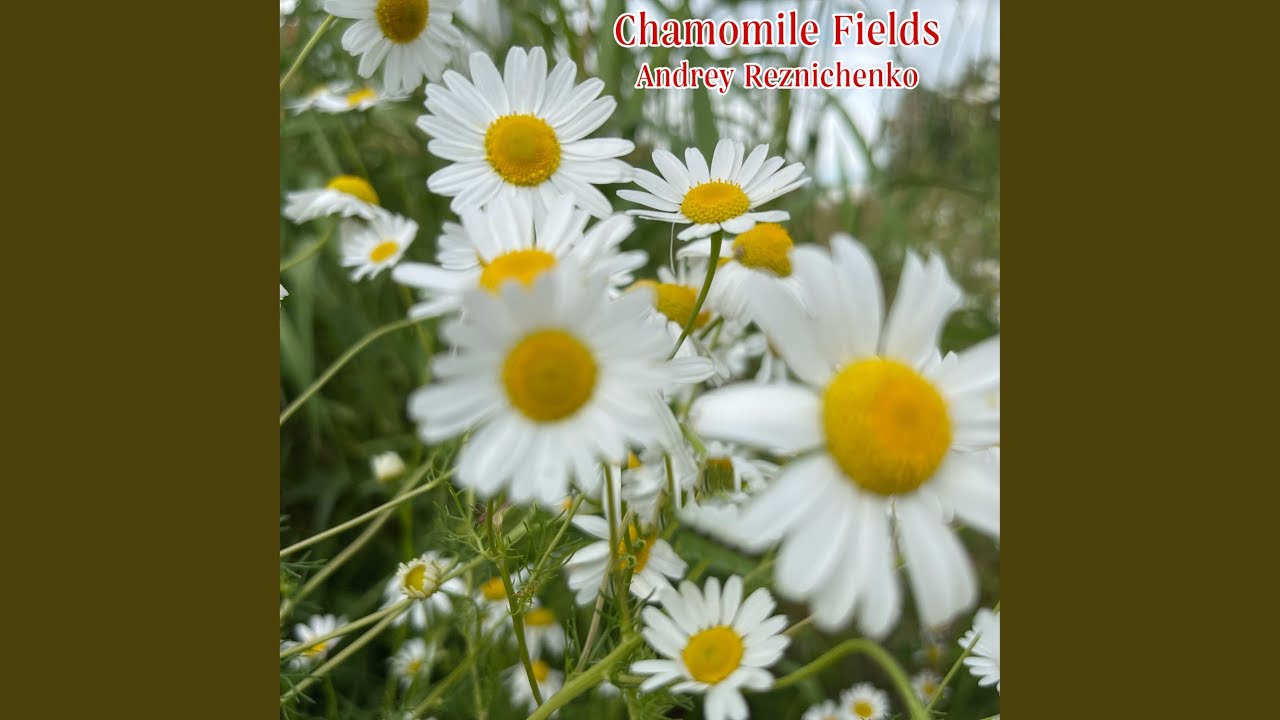 Sleduj Chamomile Fields na YouTube Sleduj Chamomile Fields na YouTube