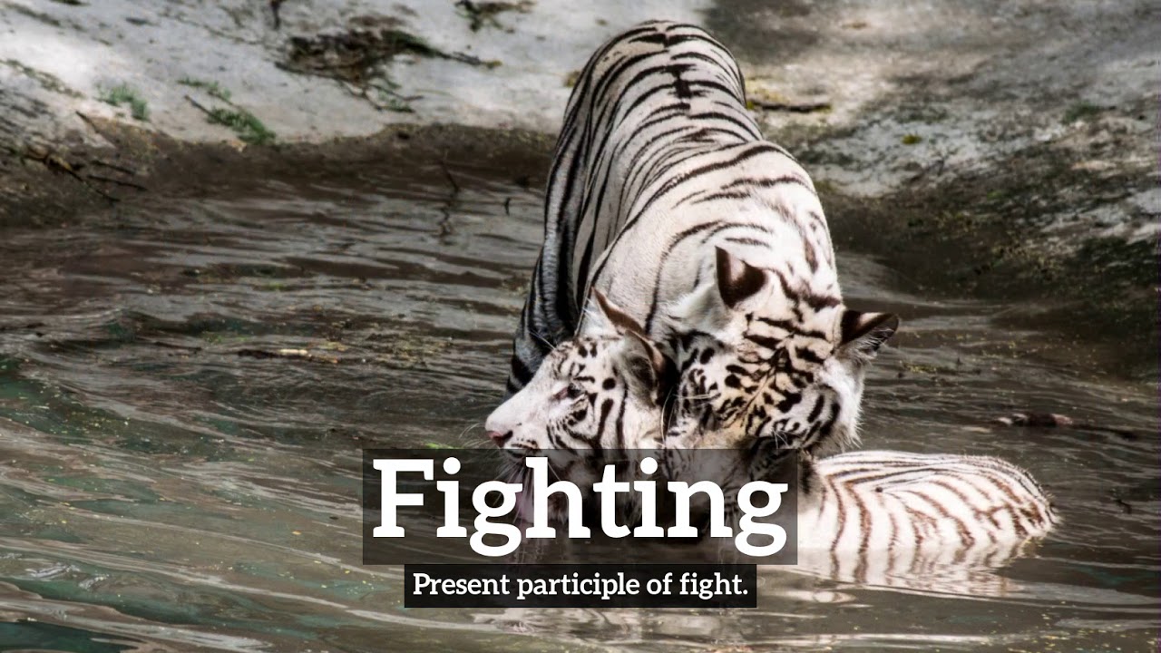 What is Fighting? | How Does Fighting Look? | How to Say Fighting in English?