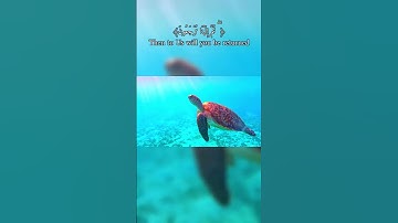 كل نفسٍ ذائقة الموت عبدالرحمن مسعد شاشة سوداء    #سورة العنكبوت!!  #المصحف #quran #surah