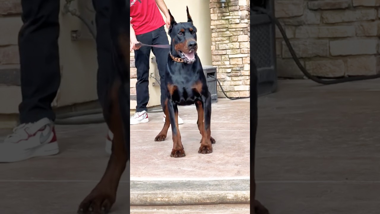 ¡Así Crece un Doberman!
