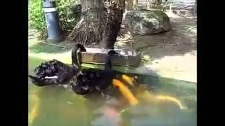 Subhanallah.. swan feeding food to fish
