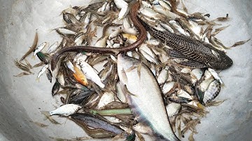 Nay thăm dớn dính cá thác lác và nhiều loại cá tép cũng đủ ăn -@ThanhhongAG