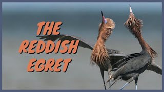 The Reddish Egret: Everything You Need to Know | Feeding Dance, Call/Sounds, Hunting, Habitat, ID by J Birds 1,485 views 2 years ago 4 minutes, 51 seconds
