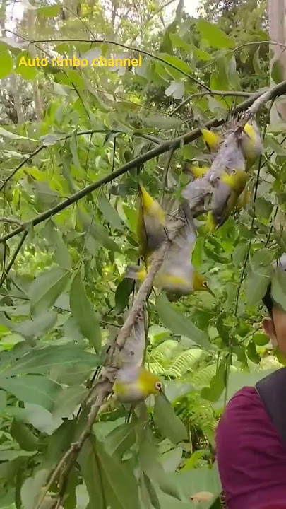Mikat pleci dakun dapat rombongan...