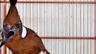 Cililin Gacor Ak47 #BurungCililin #MasteranBurung #CililinGacor 11 November 2025