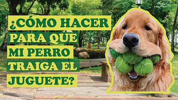 ¿Por qué los perros recogen los juguetes cuando llegas a casa?