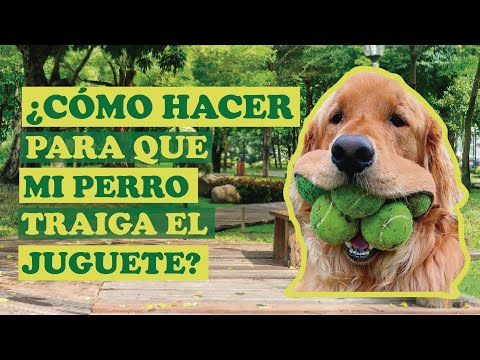 Video: Pregúntele a un adiestrador de perros: ¿Qué hago si mi perro es posesivo con sus juguetes?