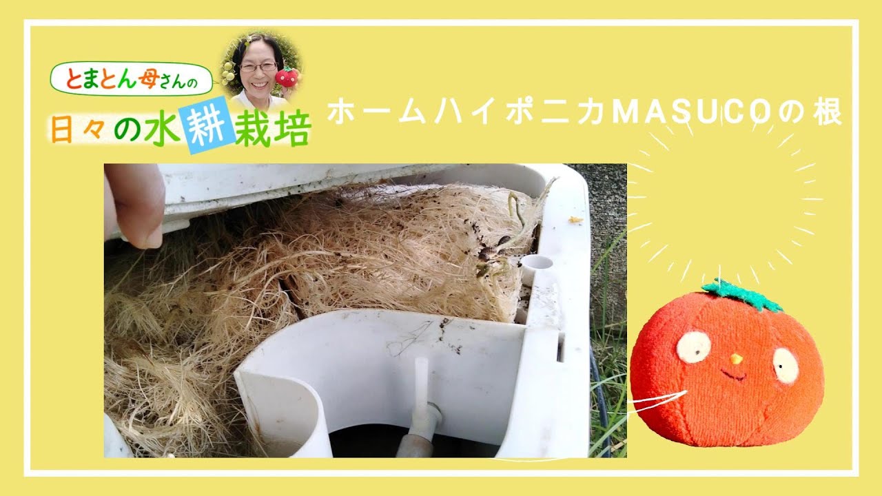 ホームハイポニカMASUCOマスコ2株植えの根の様子2023 6 27 - YouTube
