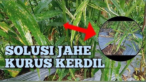 Cara mengatasi penyakit jahe,jahe kurus,kerdil,Budidaya jahe