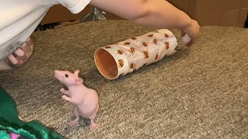 My pet rats Tater Tot and Tofu having some silly training fun!