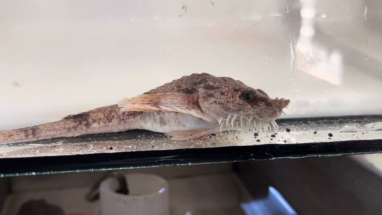 Harnasmannetje / Hooknose or Pogge (Agonus cataphractus) Waddenzee NL 11.01.2025