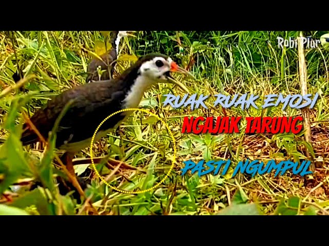 🔴 Suara ruak ruak panggil teman Emosi ngajak tarung-kawin pasti ngumpul #suarapikatrobiplur class=