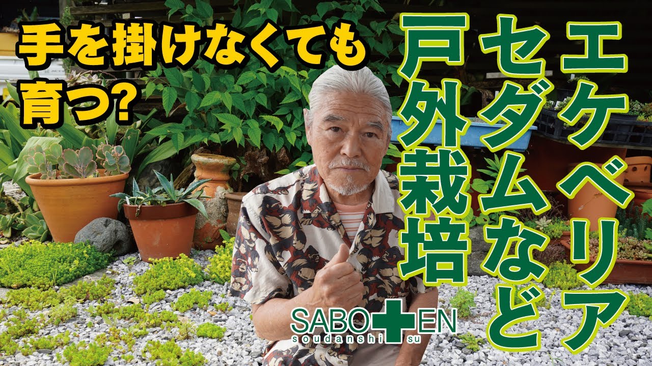 Cactus Consultation Room: Naoyuki Hanekane] Outdoor Cultivation