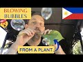 FOREIGNER in the Philippines BLOWING BUBBLES from a Plant | You MUST do this in the PHILIPPINES