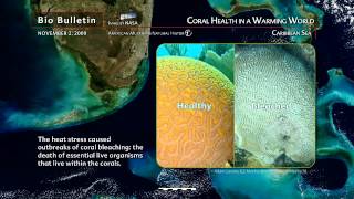 Science Bulletins: Coral Health in a Warming World