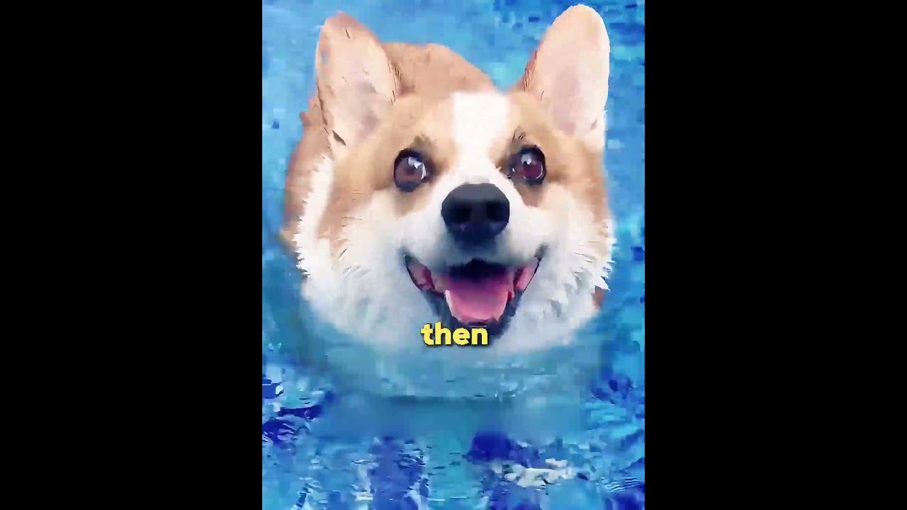Husky Swims Like a Pro While Corgi Panics
