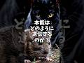 本能の形成方法 #科学 #雑学 #shorts