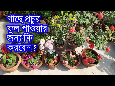 ভিডিও: ফুল প্রকৃতির একটি উপহার। কিভাবে ফুল প্রতিস্থাপন করতে হয়