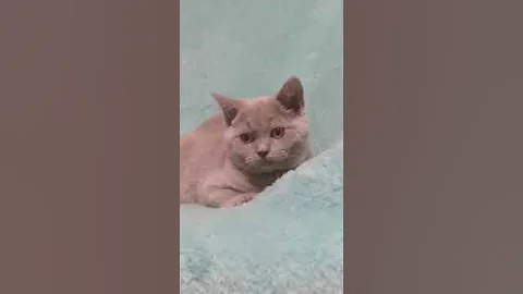 Watch the video about British shorthair (Lilac)