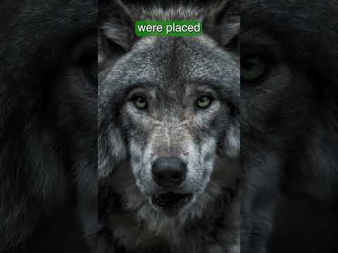 Video: Hvorfor dør irske ulvehunder unge?