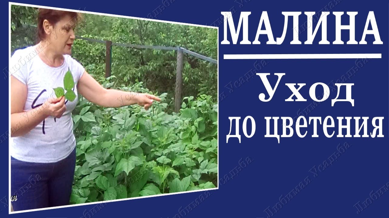 Уход за малиной весной.