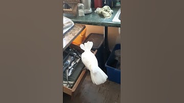 WHERE ARE THE PISTACHIOS?