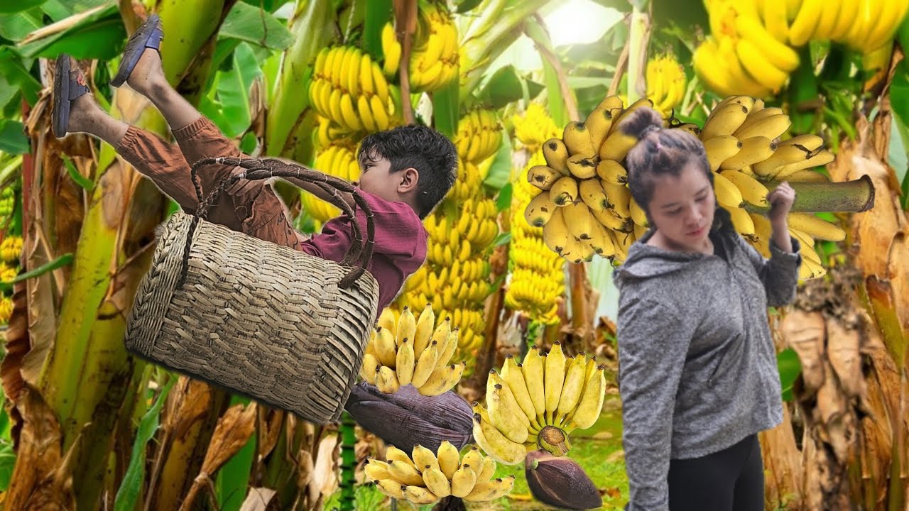 Single mother and son harvest bananas to sell at the market - daily ...