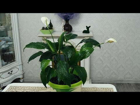 Бейне: Үй өсімдіктері. Spathiphyllum: өсіру және күтім