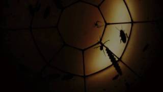 Jeepers Creepers Fulldome Short