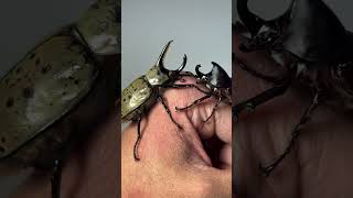 Download Lagu Neushoornkever versus neushoornkever | Krachtmeting tussen insecten #natuur #kever #wildlife #insecten MP3