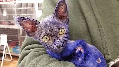 The heartbreaking story of a tiny purple kitten and his blind friend - DayDayNews