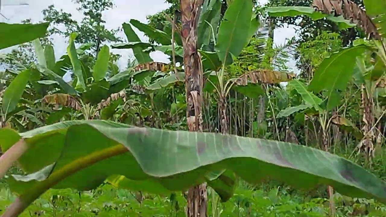 di jual tanah kebun ternurah akses jln mobil lokasi desa sadeng kec lewisdeng