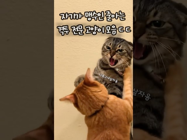 자기가 맹수인 줄 아는 격투전문 냥아치 고양이 모음 ㄷㄷ