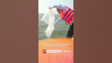 CẦN GIỜ TƯNG BỪNG THẢ CÁ GIỐNG TÁI TẠO NGUỒN LỢI THỦY SẢN