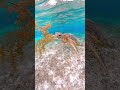 #underwater #turtle #seaturtle #beach #ウミガメ #沖縄 #travel
