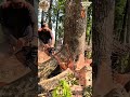 Anticipating bad weather,cutting down the mahogany tree behind house.#chainsaw #shorts
