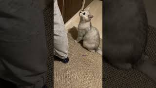 Ne Görse Yaş Mama Sanıyo