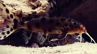 Synodontis Multipunctatus Catfish With Aggressive African Cichlids 4K