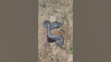 2 con rắn hổ hành siết mồi  03 #ranhomang #rắn #rắnhổhành  #snake#cobra