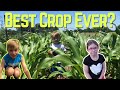 Will This Work?? | HOSS TOOLS Drip Irrigation |